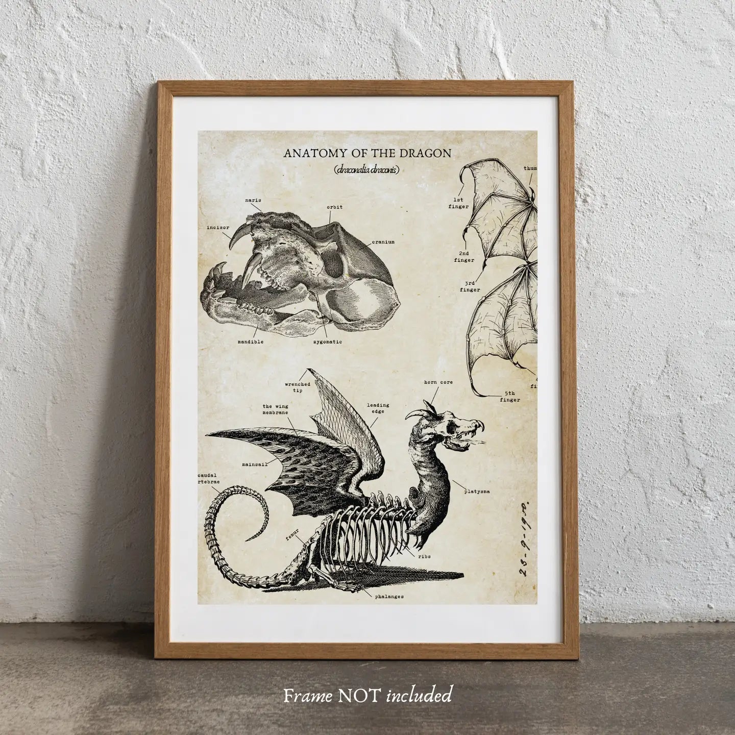 Dragon Anatomy Ephemera Print