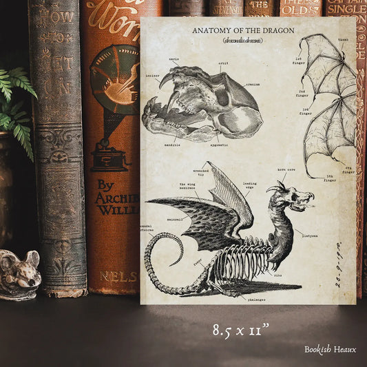 Dragon Anatomy Ephemera Print